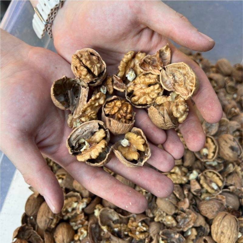 Σπαστήρας καρυδιών και αμυδγάλων KOMA CKK40